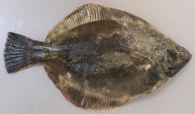 クロガシラガレイ 市場魚貝類図鑑 クロガシラガレイ 市場魚貝類図鑑