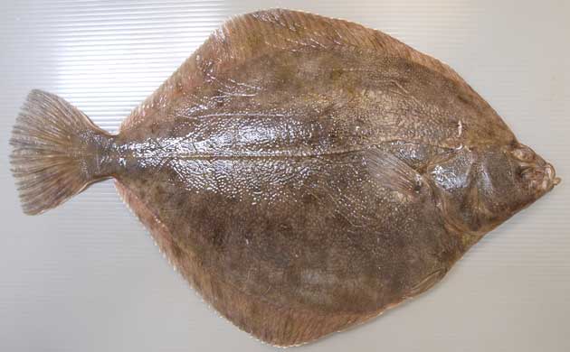 ツノガレイ 市場魚貝類図鑑
