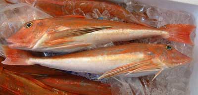 ミナミホウボウ 市場魚貝類図鑑