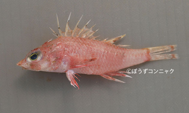 ヒメキチジ