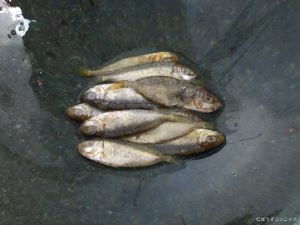 クリックで拡大表示 すくの刺身