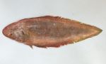 アカシタビラメのサムネイル写真