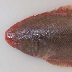 アカシタビラメ 魚類 市場魚貝類図鑑