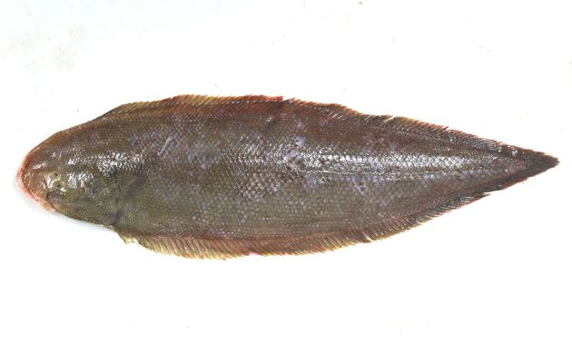 38cm SL 前後になる。有眼部は灰褐色、もしくは茶褐色ではあるが赤くはない。吻は丸みがあり、側線は3本。無眼部に側線はない。第1と第2側線の間の鱗数は13以下。鼻孔は2。口の後端は目の後縁に達する。鱗ははがれにくく硬く大きい。