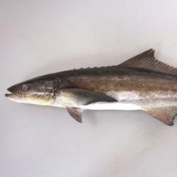 スギ 魚類 市場魚貝類図鑑