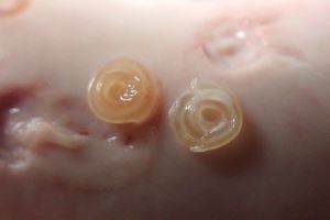 クリックで拡大表示