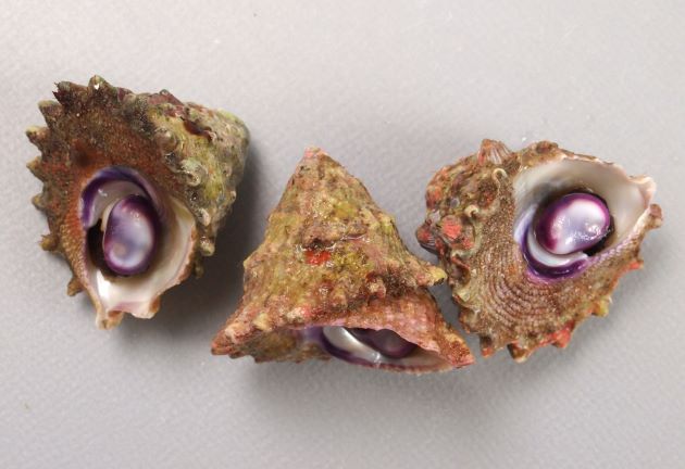 28mm SL 前後になる。貝殻は硬く円錐形で、螺層は膨らまない。周縁には１列の突起列が歯車状にある。鱗片状彫刻を伴った螺肋を巡らす。軸芯と蓋の周辺部は紫色を帯びる。