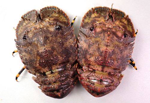ゾウリエビ | 甲殻 | 市場魚貝類図鑑