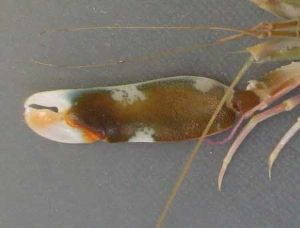 クリックで拡大表示 ツメナガオニテッポウエビの大きい方のハサミ