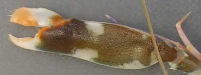 オニテッポウエビの大きい方のハサミ