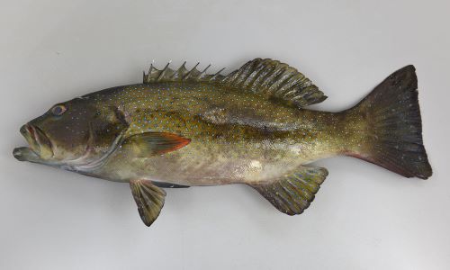 スジアラ (アカジンミーバイ) | 市場魚貝類図鑑