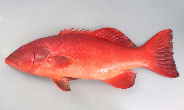 最大1.2m SL 前後になる。全体に赤く、赤褐色、もしくは青い小さな斑文が無数にある。胸鰭は淡い単色。D（Dorsal fin）／Ⅷ、11　A（Anal fin）／Ⅲ、８　P1（Pectoral fin）／14-17