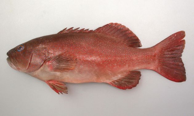 体長1m前後になる。全体に赤く、赤褐色、もしくは青い小さな斑文が無数にある。胸鰭は淡い単色。D（Dorsal fin）／Ⅷ、11　A（Anal fin）／Ⅲ、８　P1（Pectoral fin）／14-17　［養殖］