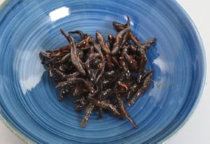 ヌマチチブ 魚類 市場魚貝類図鑑 ヌマチチブ 魚類 市場魚貝類図鑑