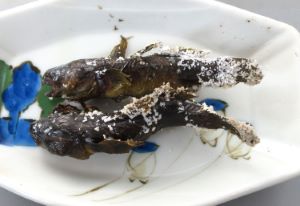 ヌマチチブ 魚類 市場魚貝類図鑑 ヌマチチブ 魚類 市場魚貝類図鑑