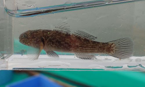 ヌマチチブ 魚類 市場魚貝類図鑑 ヌマチチブ 魚類 市場魚貝類図鑑