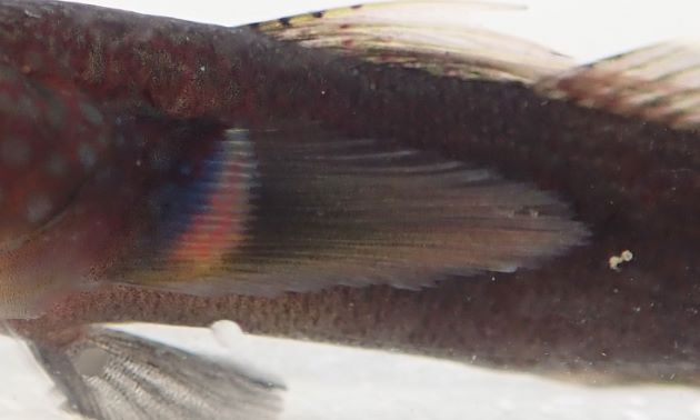 胸鰭の基部が帯状に明るい褐色（黄色）もしくは白色、薄い橙色になる。胸鰭基部に橙色（マゼンタが強い）の網目模様が出る個体がある。［産卵期の成魚雄で胸鰭基部の色合いがマゼンタの強い橙色の個体］
