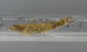 オウミヨシノボリのサムネイル写真