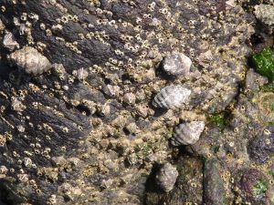 イボニシ 軟体 市場魚貝類図鑑 イボニシ 軟体 市場魚貝類図鑑