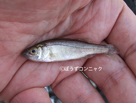 スズキ 魚類 市場魚貝類図鑑