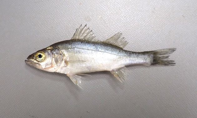 80cm SL 前後になる。吻は長く先端が尖る。尾柄部は長い。背鰭軟条は12-14本。体側に黒い斑点があるものとないものがある。斑点はあっても鱗と同じ大きさか、それよりも小さい。［コッパサイズ。８cm SL］