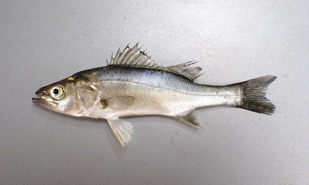 80cm SL 前後になる。吻は長く先端が尖る。尾柄部は長い。背鰭軟条は12-14本。体側に黒い斑点があるものとないものがある。斑点はあっても鱗と同じ大きさか、それよりも小さい。［コッパサイズ。10cm SL］