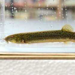 カラドジョウ 魚類 市場魚貝類図鑑
