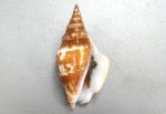 シドロガイのサムネイル写真
