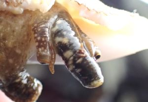 クリックで拡大表示