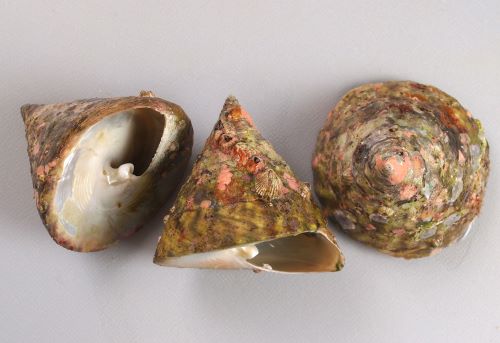 大きな貝、約100歳　約20 × 25 × 20センチ￼ 大きな貝、約100歳 約20 × 25 × 20センチ￼