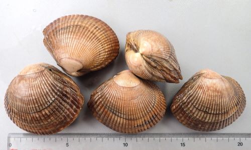 イセシラガイ　化石 ３個セット　 広島市中区八丁堀 イセシラガイ 化石 3個セット 広島市中区八丁堀