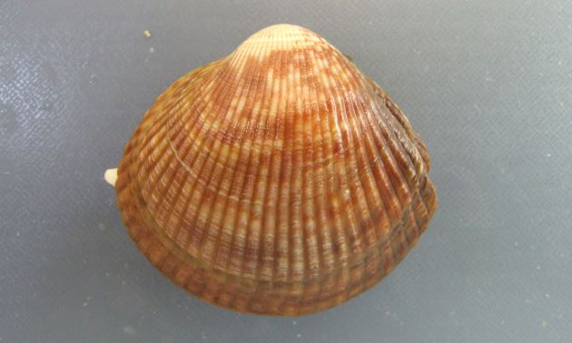 7cm SL 以上になる。貝殻は厚みがあり膨らみが強く、43本前後の放射肋がある。肋間は狭い。