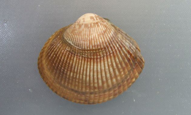 7cm SL 以上になる。貝殻は厚みがあり膨らみが強く、43本前後の放射肋がある。肋間は狭い。