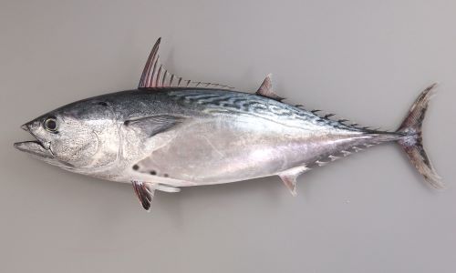 シゲです。魚 Amazon.co.jp: ジェックス GEX 金魚元気 プロバイオパワーフード