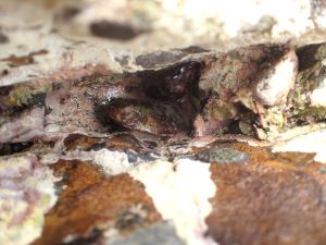 クリックで拡大表示