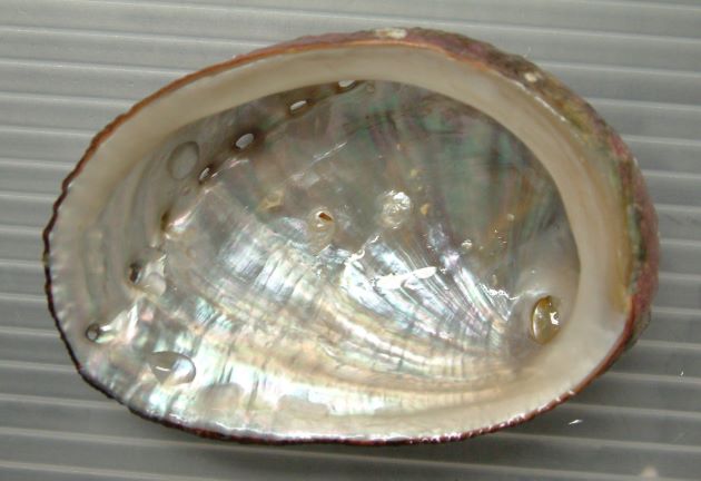 貝殻は膨らみ、真珠色の光沢がある。