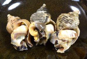 クリックで拡大表示