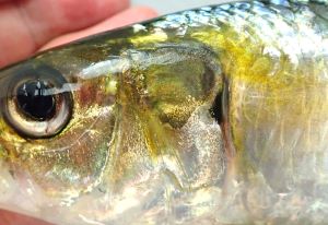 クリックで拡大表示