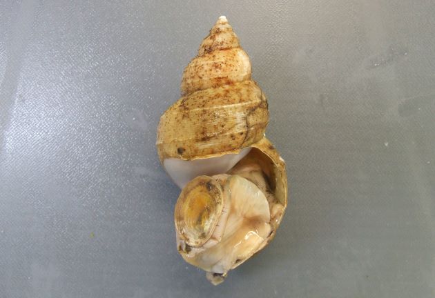 殻皮の下はクリーム色で、貝殻は非常にもろく割れやすい。