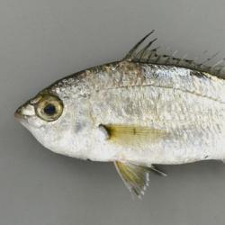 クロサギ 魚類 市場魚貝類図鑑 クロサギ 魚類 市場魚貝類図鑑
