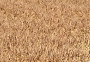 クリックで拡大表示