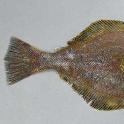 ソウハチガレイ 魚類 市場魚貝類図鑑 ソウハチガレイ 魚類 市場魚貝類図鑑