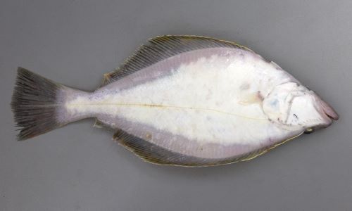 ソウハチガレイ 魚類 市場魚貝類図鑑 ソウハチガレイ 魚類 市場魚貝類図鑑
