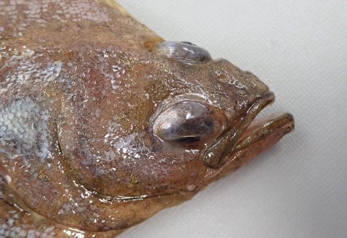 ソウハチガレイ 魚類 市場魚貝類図鑑 ソウハチガレイ 魚類 市場魚貝類図鑑