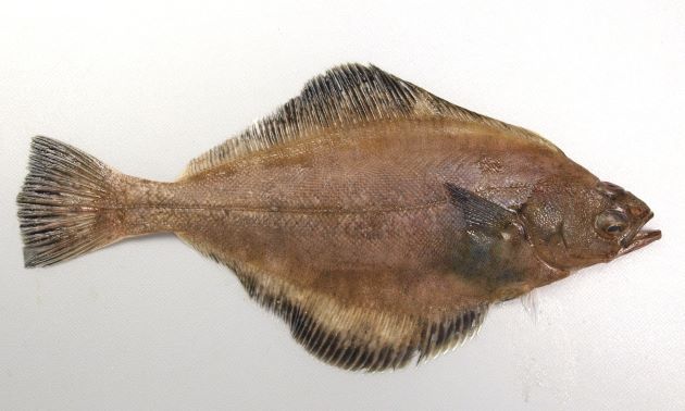 45cm SL 前後になる。カレイ類としては口が大きく、側線は直線的。裏側が白い。尾鰭は截形(せっけい)で後方に尖る。