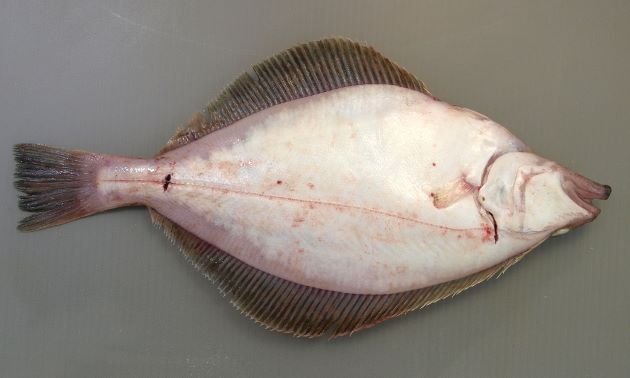 ソウハチガレイ 魚類 市場魚貝類図鑑
