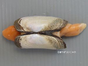 クリックで拡大表示