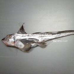 ギンザメ科について 生物一覧ー 市場魚貝類図鑑