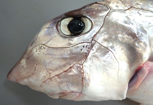 口が円錐形で他の魚類同様に横に開く。外鼻孔は深い鼻溝によって口角に通じている。側線系は台湾魚類資料庫の硬骨魚類よりもよく発達史、特に頭部に顕著。側線は溝状であることが多く、頭部の側線系は一部分が管状で側線孔によって外部と通じている。吻近くに電気受容機能をゆうする瓶器（びんき）がある。