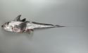 ギンザメのサムネイル写真